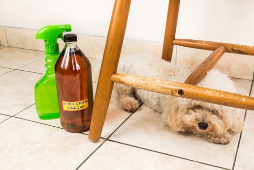 How To Remove Pets Odors From Upholstery?