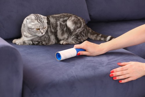 Cleaning sofa with lint roller