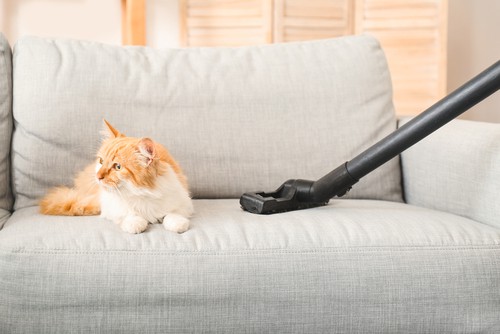 Sofa Cleaning for Pet Owners Dealing with Pet Hair and Odors 