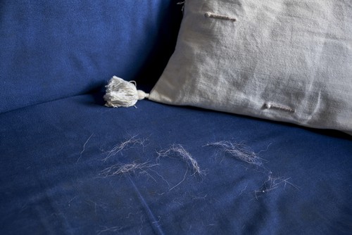 Sofa Cleaning for Pet Owners Dealing with Pet Hair and Odors